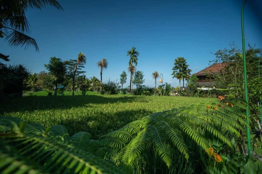 Ubud: Luxury Spa Massage Relaxing Package Amidst Rice Field - Practical Tips
