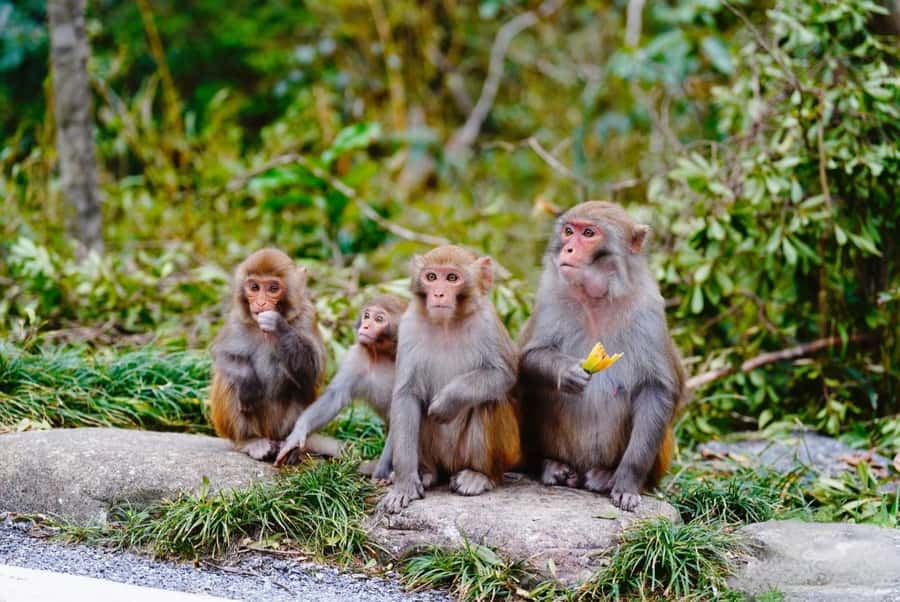 Guilin: Guihai Stele Forest, Fubo Mountain & Tea Tour - Detailed Breakdown of the Tour Itinerary