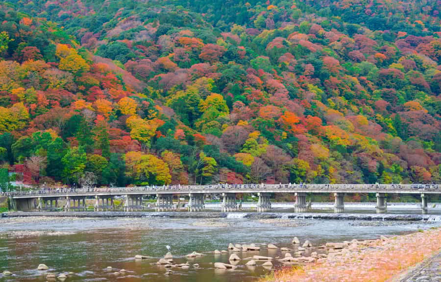 Kyoto/Osaka: Nijo Castle, Arashiyama, Kinkakuji Day Tour - What’s the Value?