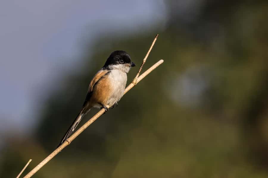 Chitwan: 3-Day Luxury Safari with Room, Meals & Transfers - Day 1: Arrival & Cultural Intro