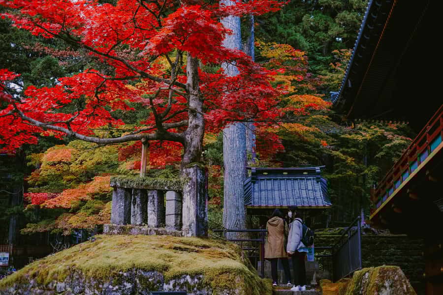 Tokyo: Nikko Private Tour with Lunch and Wine Tasting - What to Expect and Practical Tips