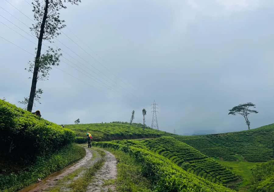 Pekoe Trail 6-9: Guided 6 Day Trail with Hotels & Transfers - The Authentic Joy of Trekking in Sri Lanka’s Tea Country