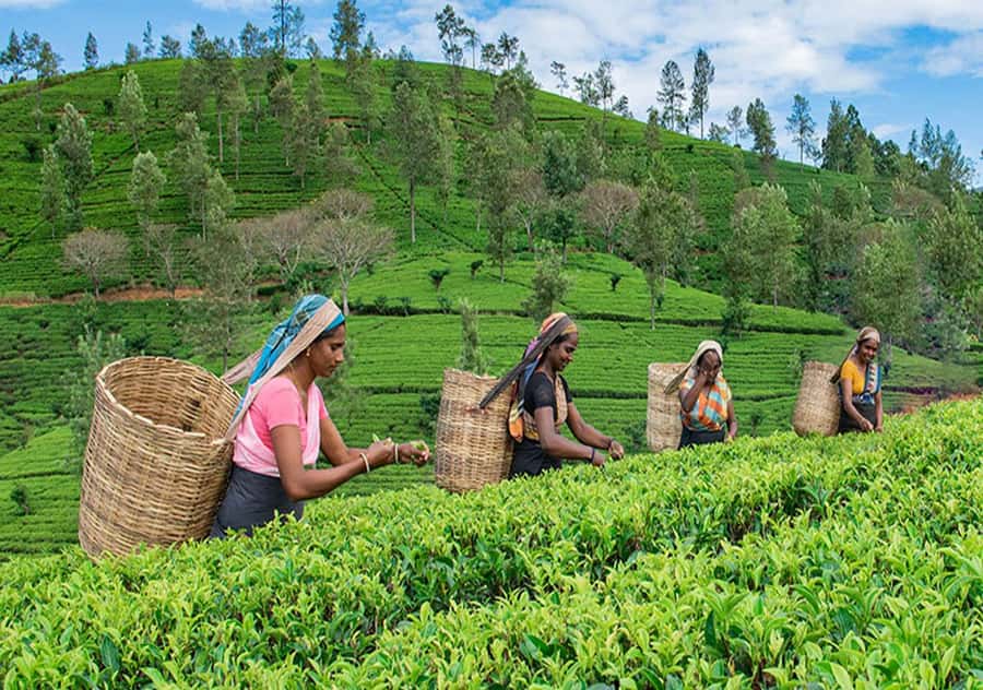 Pekoe Trail 6-9: Guided 6 Day Trail with Hotels & Transfers - Key Points