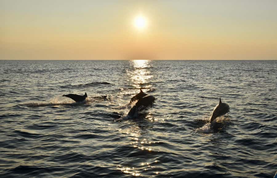 Pemuteran: Dolphin Watching Tour with Hotel Transfer - Who Will Love This Tour?