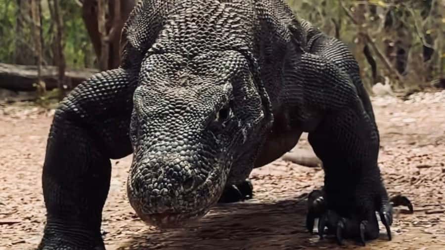 Komodo Island Shore Excursion for Cruise Ship Passengers - Who Would Love This Tour?