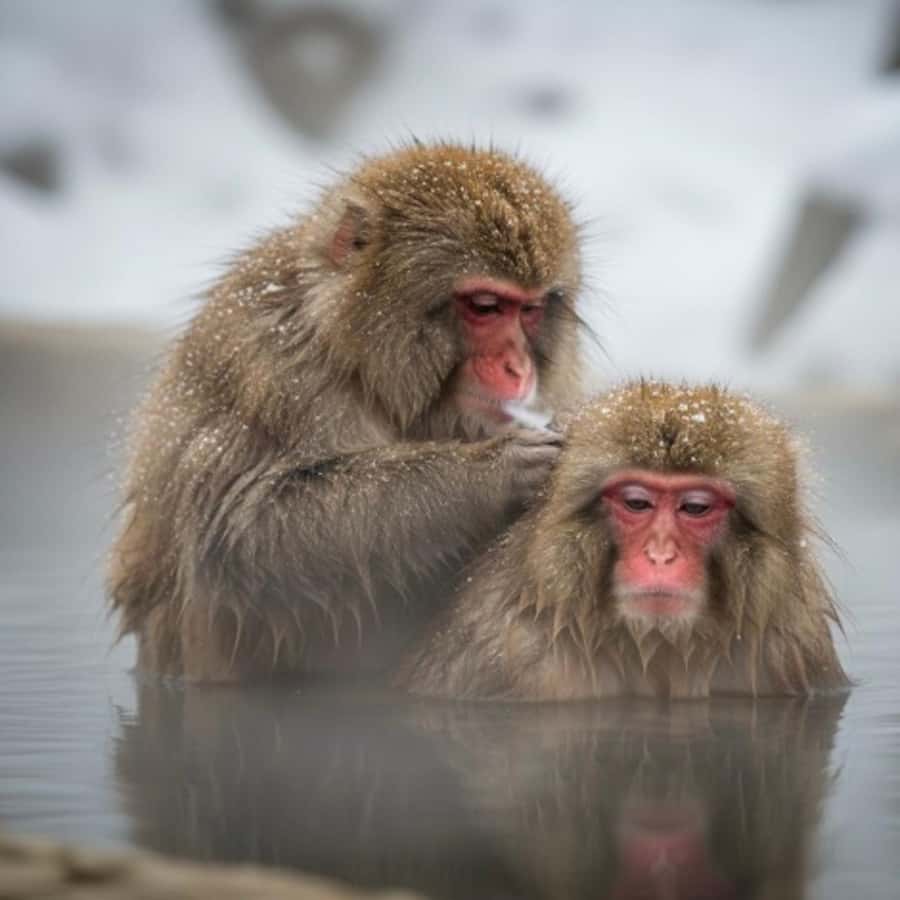 The White Alps Route: Private Nagano Escape from Tokyo - Weather and Season Considerations