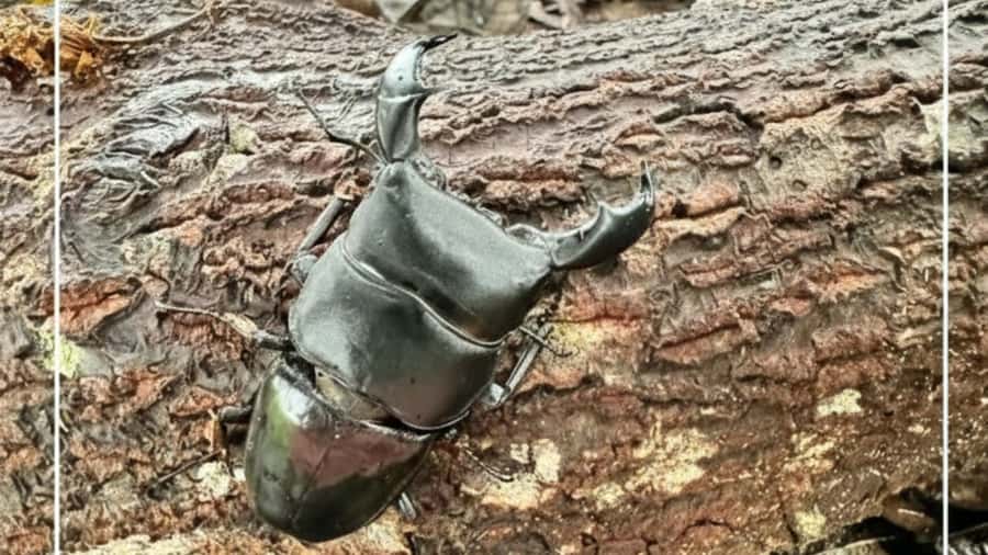 Sumatra : 5-Day Conservation & Artistry Expedition - Sumatra: 5-Day Conservation & Artistry Expedition