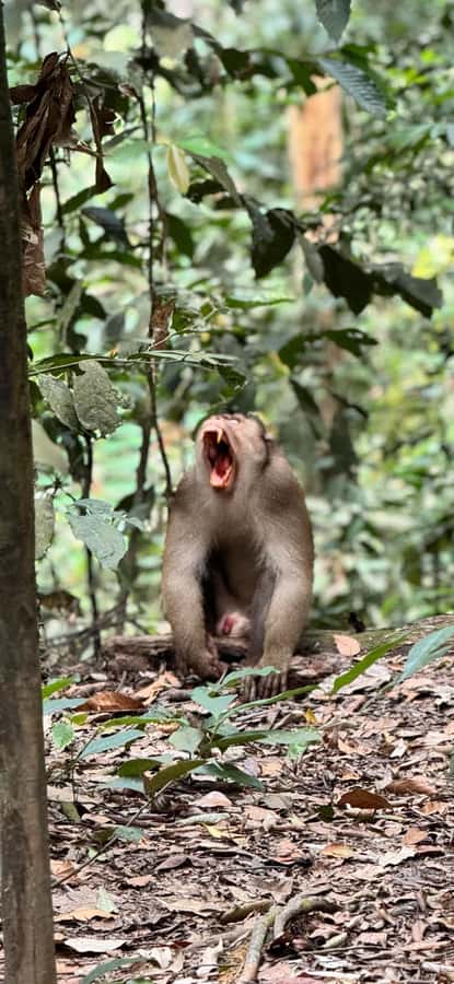 Sumatra : 5-Day Conservation & Artistry Expedition - FAQs