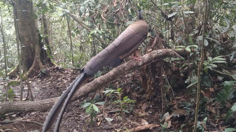 Sumatra : 5-Day Conservation & Artistry Expedition - Practical Details: What to Expect and How to Prepare