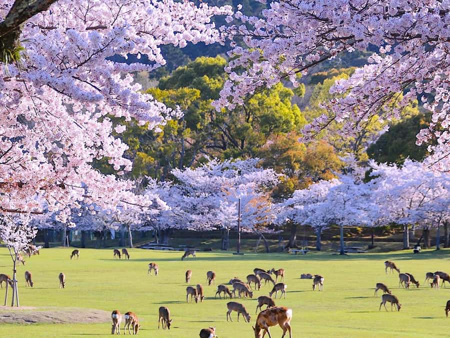 A Thousand Blossoms & Deer: Nara Spring Day Tour - Good To Know