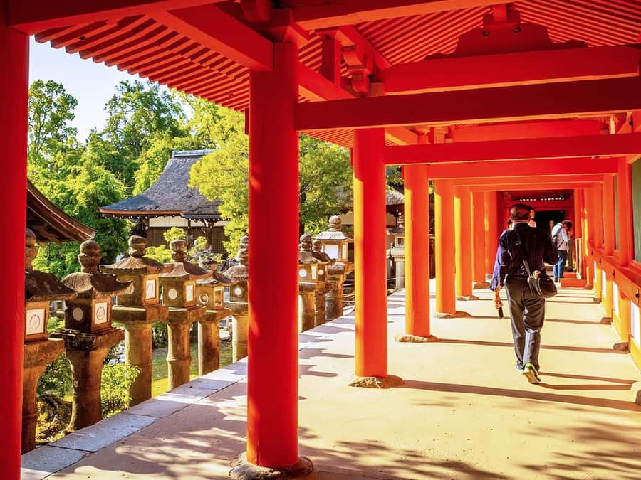 A Thousand Blossoms & Deer: Nara Spring Day Tour - Who Will Love This Tour?