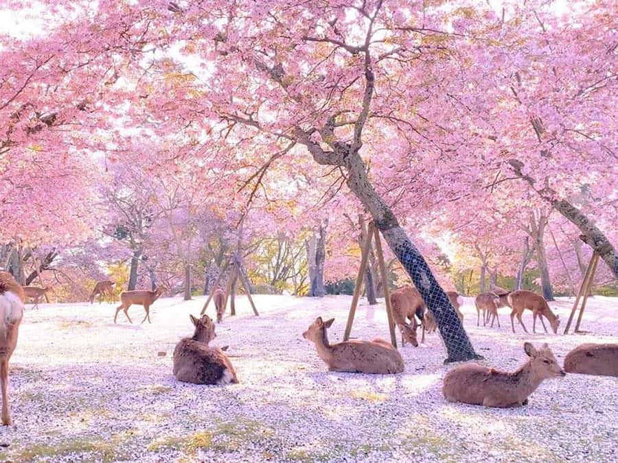 A Thousand Blossoms & Deer: Nara Spring Day Tour - Exploring Nara and Mount Yoshino: A Journey Through Japan’s Spring Wonderland