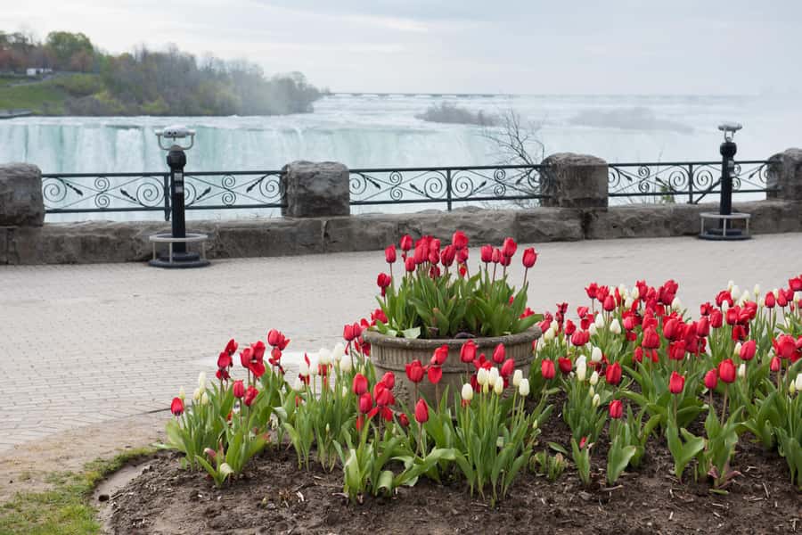 Mississauga: Niagara Falls Tour with Free Time - Final Word