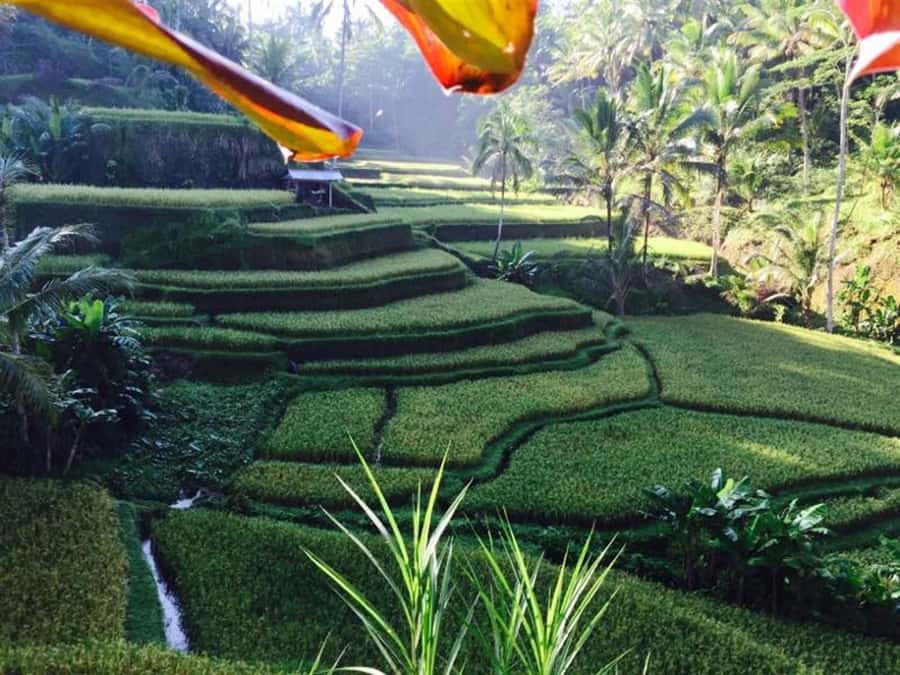 Ubud: Highlights Tour with Soul Purification & Hot Spring - Final Thoughts