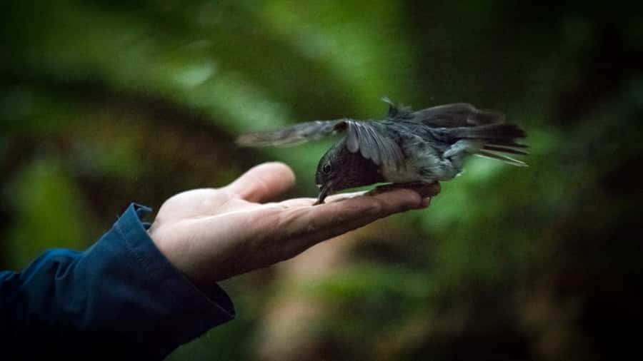 Rotorua: 6 Ziplines, Swing-Bridges & Wildlife Encounters - Why This Tour Offers Great Value