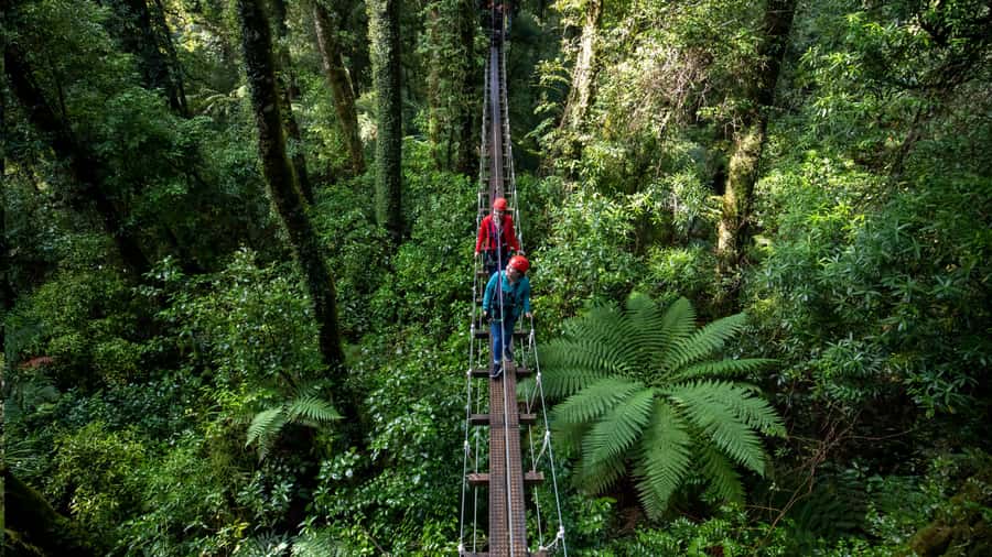 Rotorua: 6 Ziplines, Swing-Bridges & Wildlife Encounters - Who Will Love This Tour?