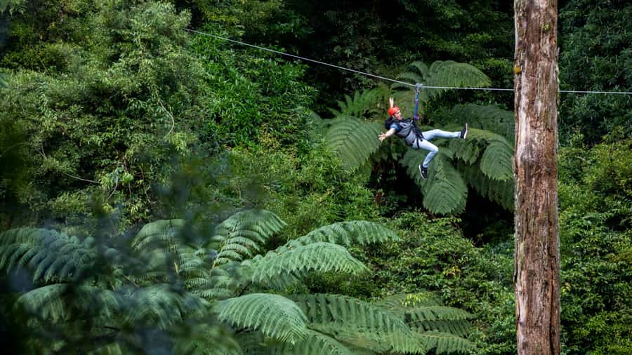 Rotorua: 6 Ziplines, Swing-Bridges & Wildlife Encounters - Practical Tips for Your Visit