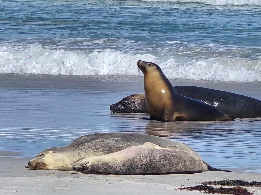 Adelaide: Kangaroo Island 2-Day Epic Wildlife Adventure - FAQ