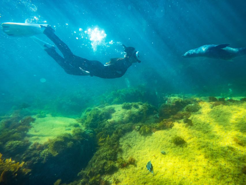 Kangaroo Island: Dolphin, Seal, and Swimming Boat Tour - Key Points