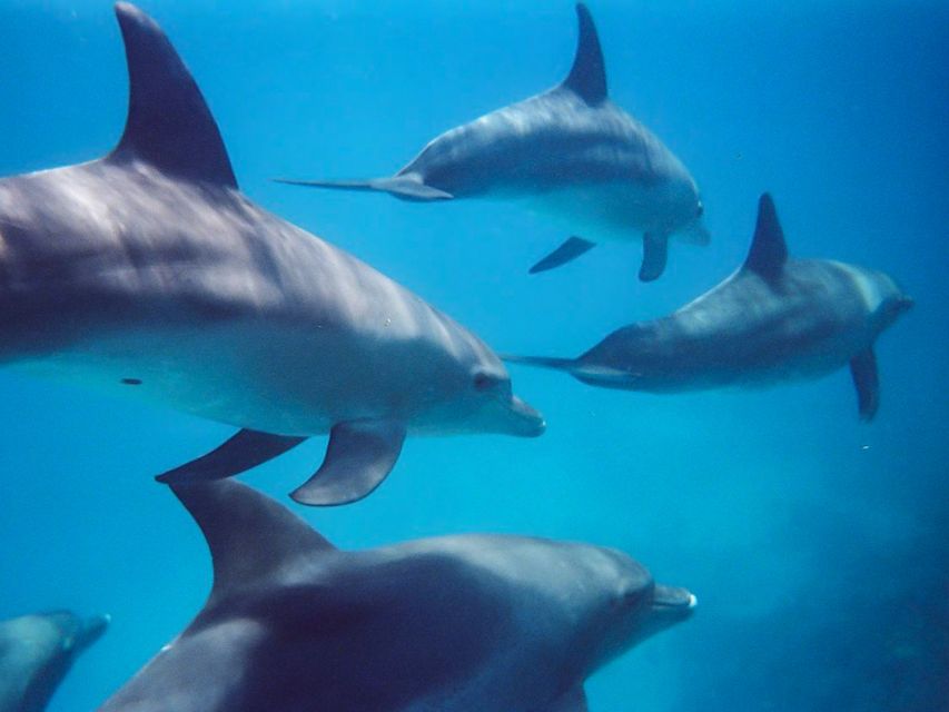 Kangaroo Island: Dolphin, Seal, and Swimming Boat Tour - Setting the Scene: What’s Included and How It Works