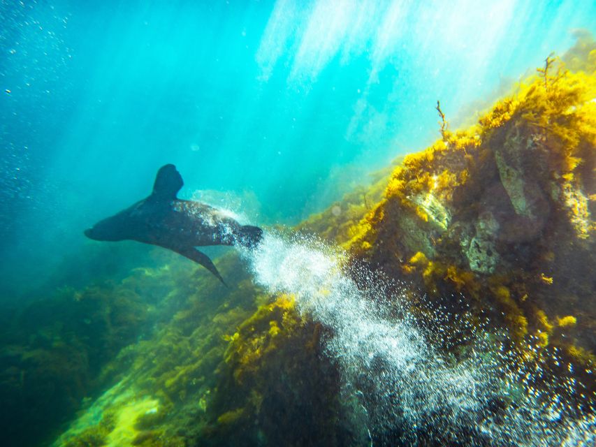 Kangaroo Island: Dolphin, Seal, and Swimming Boat Tour - The Snorkeling Experience: Comfort and Safety