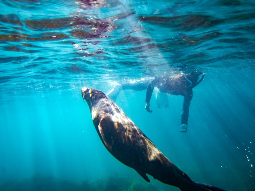 Kangaroo Island: Dolphin, Seal, and Swimming Boat Tour - Who Should Consider This Tour?