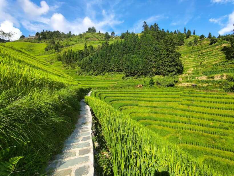 Longji Rice Terraces: Full-Day Private Tour from Guilin - Final Thoughts on the Longji Rice Terraces Tour