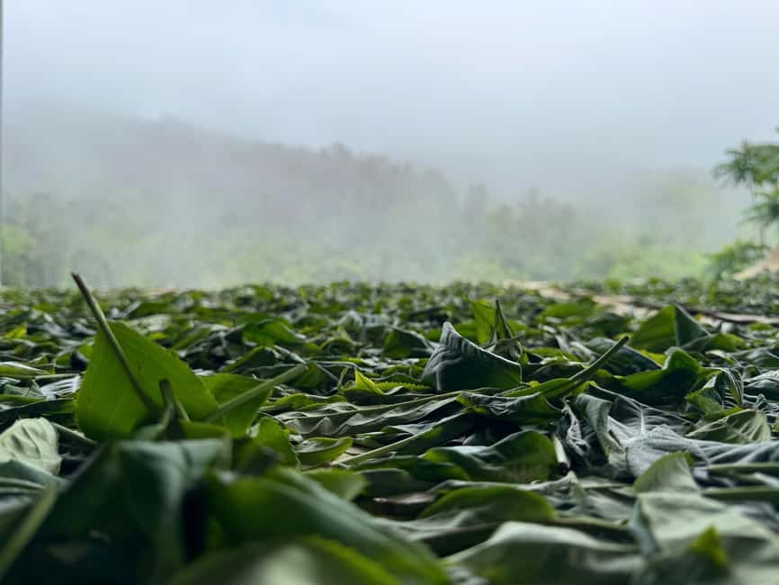 Authentic Vietnam Tea Tasting & Train Street With Lunch - FAQ