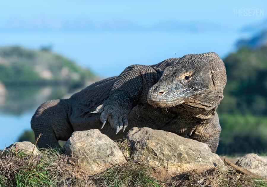 Komodo: 4-Day Private Tour with Overnight Boat and Hotel - Day 1: Arrival and Bidadari Island