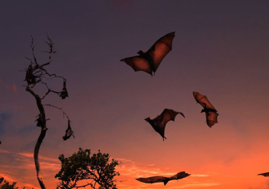 Komodo: 4-Day Private Tour with Overnight Boat and Hotel - Day 3: Forest Trek, Pink Beach, and Manta Point