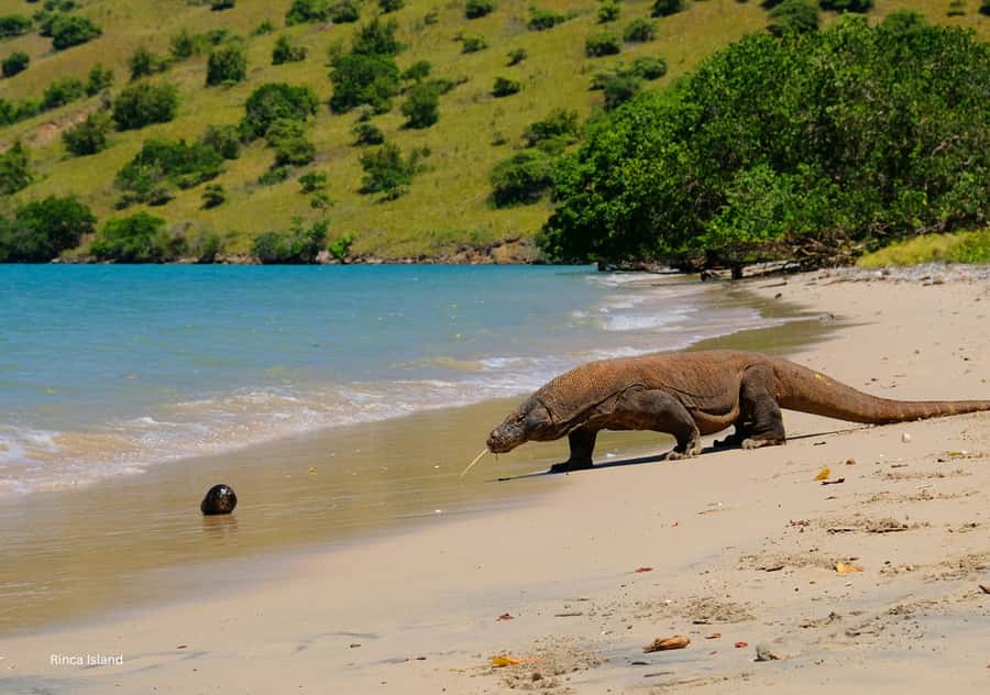 Komodo: 4-Day Private Tour with Overnight Boat and Hotel - Day 2: Rinca Island and Kalong Island