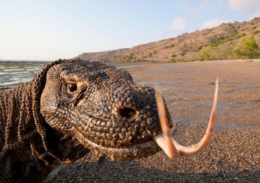Komodo: 4-Day Private Tour with Overnight Boat and Hotel - Introduction