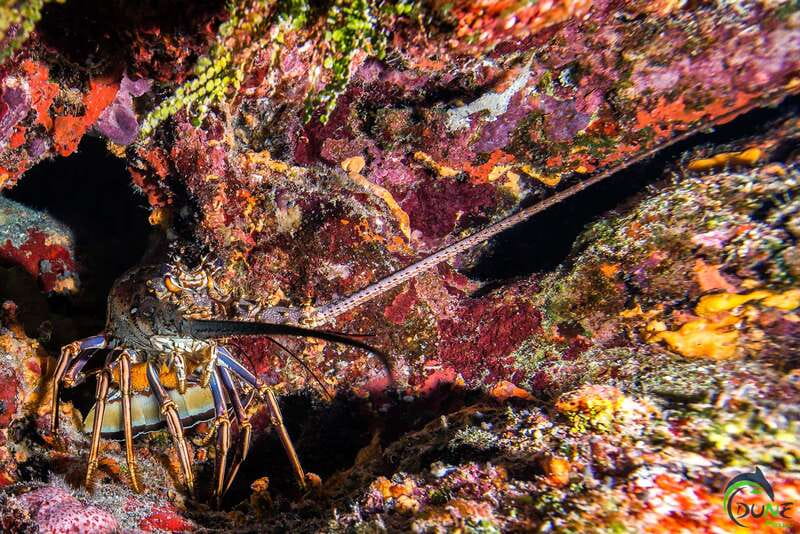 Scuba Dive in Playa del Carmen - 2 Dives (Certified divers) - Key Points