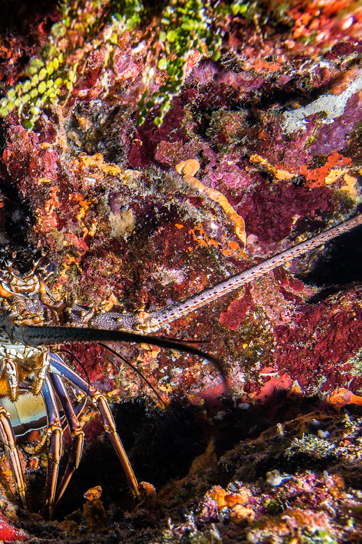 Scuba Dive in Playa del Carmen - 2 Dives (Certified divers) - Who Is This Tour Best Suited For?