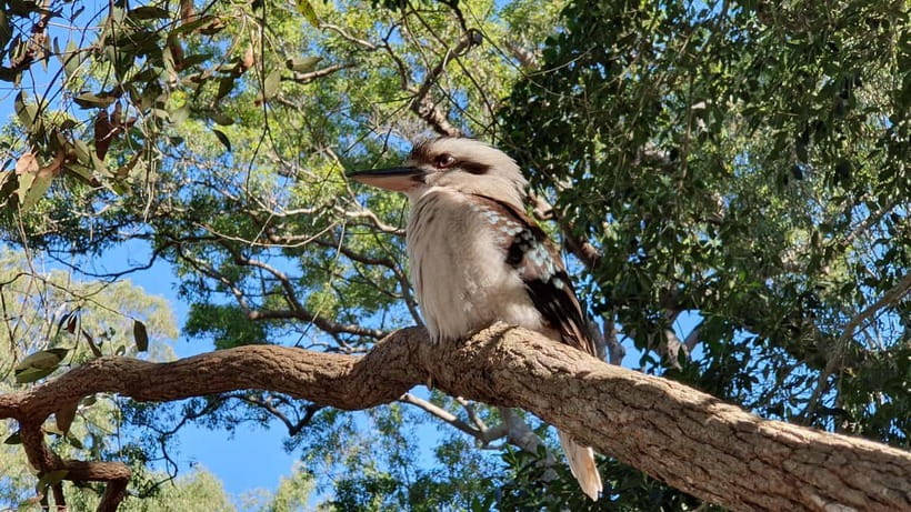 From Brisbane: Bribie Island Day Trip - A Scenic and Delicious Lunch