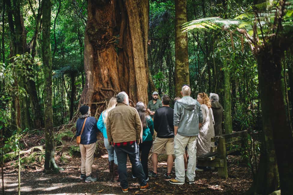 Wellington: Original LOTR Full-Day Tour with Weta & Lunch - A Detailed Look at the Wellington LOTR Tour