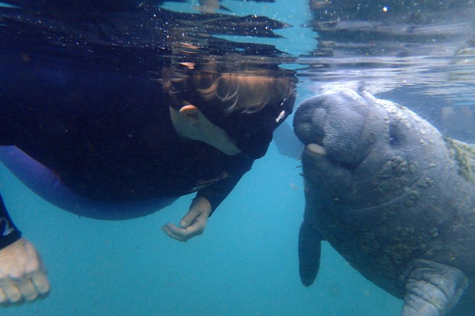 Crystal River: VIP Manatee Swim w/ In-water Photographer - Why This Tour Works