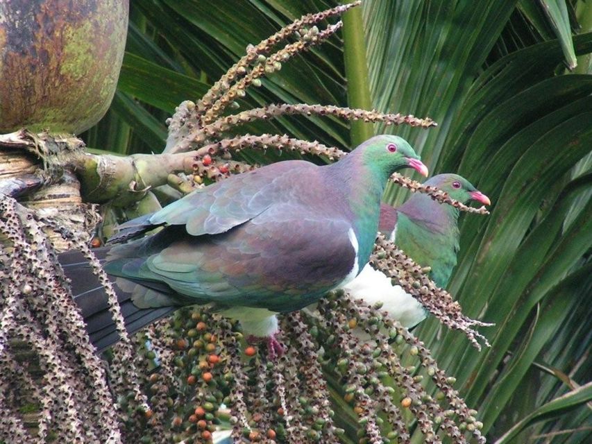 Waitakere Ranges Wilderness Experience Tour from Auckland - The Sum Up