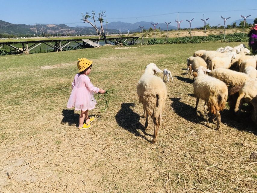 From Nha Trang: Discover Phan Rang Scenic Trip & Vinh Hy Bay - Real Traveler Insights and Reviews