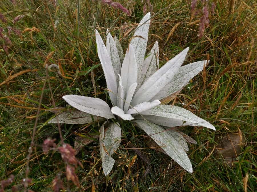 From Bogotá: Chingaza National Park Eco Tour - Key Points