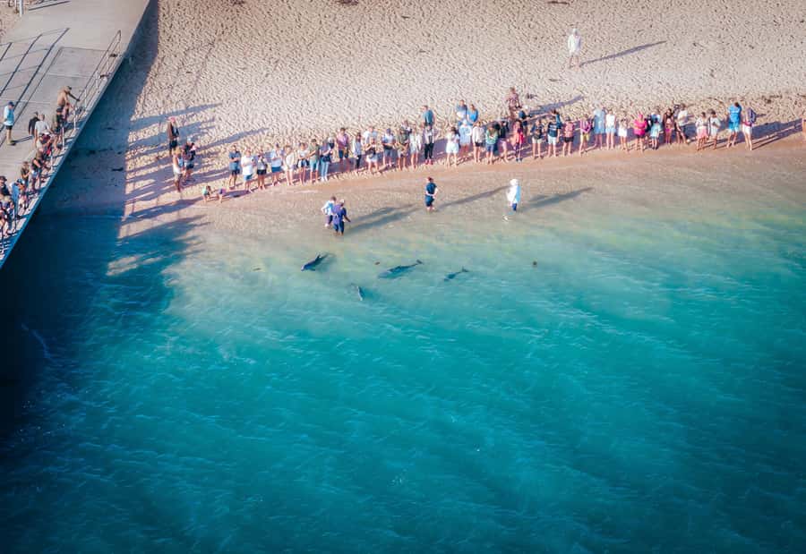 Perth: 4-Day Monkey Mia Pink Lake Coastal Loop Comfort Tour - Who Will Love This Tour?