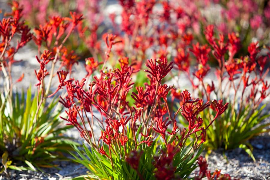 Perth: 4-Day Monkey Mia Pink Lake Coastal Loop Comfort Tour - FAQ