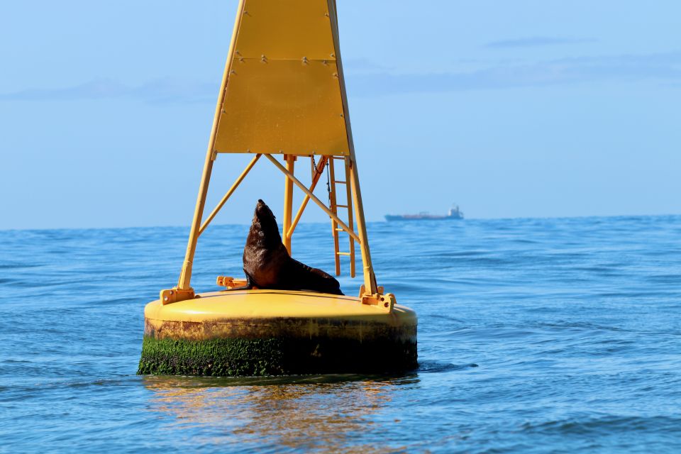 Newcastle: Small Group Humpback Whale Encounter Tour - What Makes This Tour Stand Out
