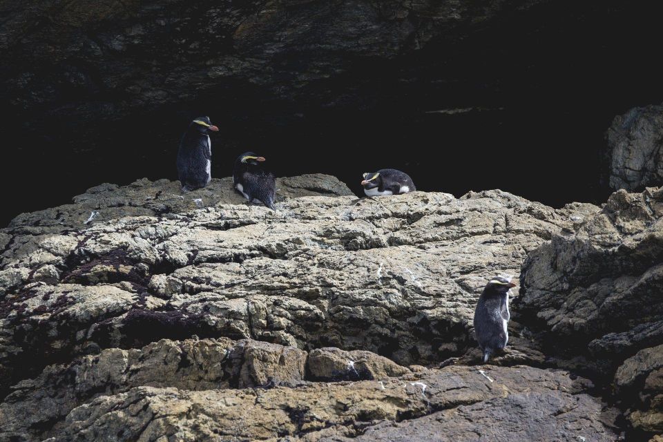 From Queenstown: Doubtful Sound Wilderness Day Trip - The Sum Up: Who Should Consider This Trip?