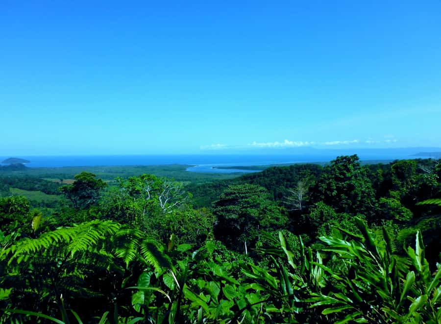 Cairns: Cape Tribulation, Mossman Gorge & Daintree Day Tour - FAQ