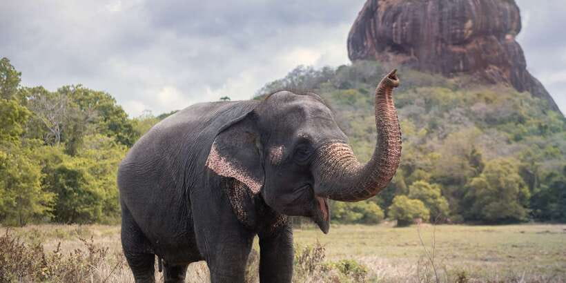 From Negombo: Sigiriya and Dambulla Day Trip and Safari - What’s Included and What to Keep in Mind