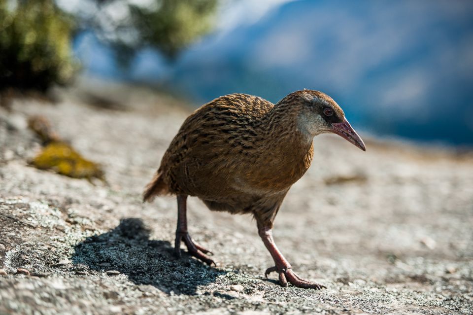 Wanaka: Water Taxi & Mou Waho Island Tour - Exploring the Hidden Lake and Peak