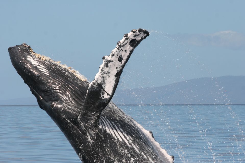 From Ma'alaea: Afternoon Whale Watch Tour Aboard the Malolo - Authentic Reviews and What They Reveal