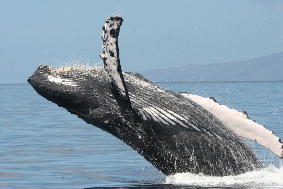 From Ma'alaea: Afternoon Whale Watch Tour Aboard the Malolo - The Sum Up