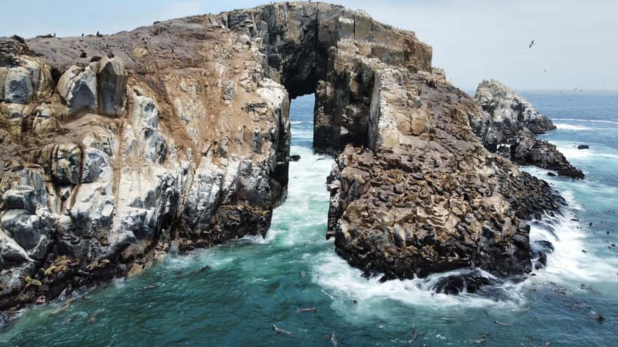 Callao: Swimming with Sea Lions Palomino Islands Boat Tour - A Closer Look at the Experience